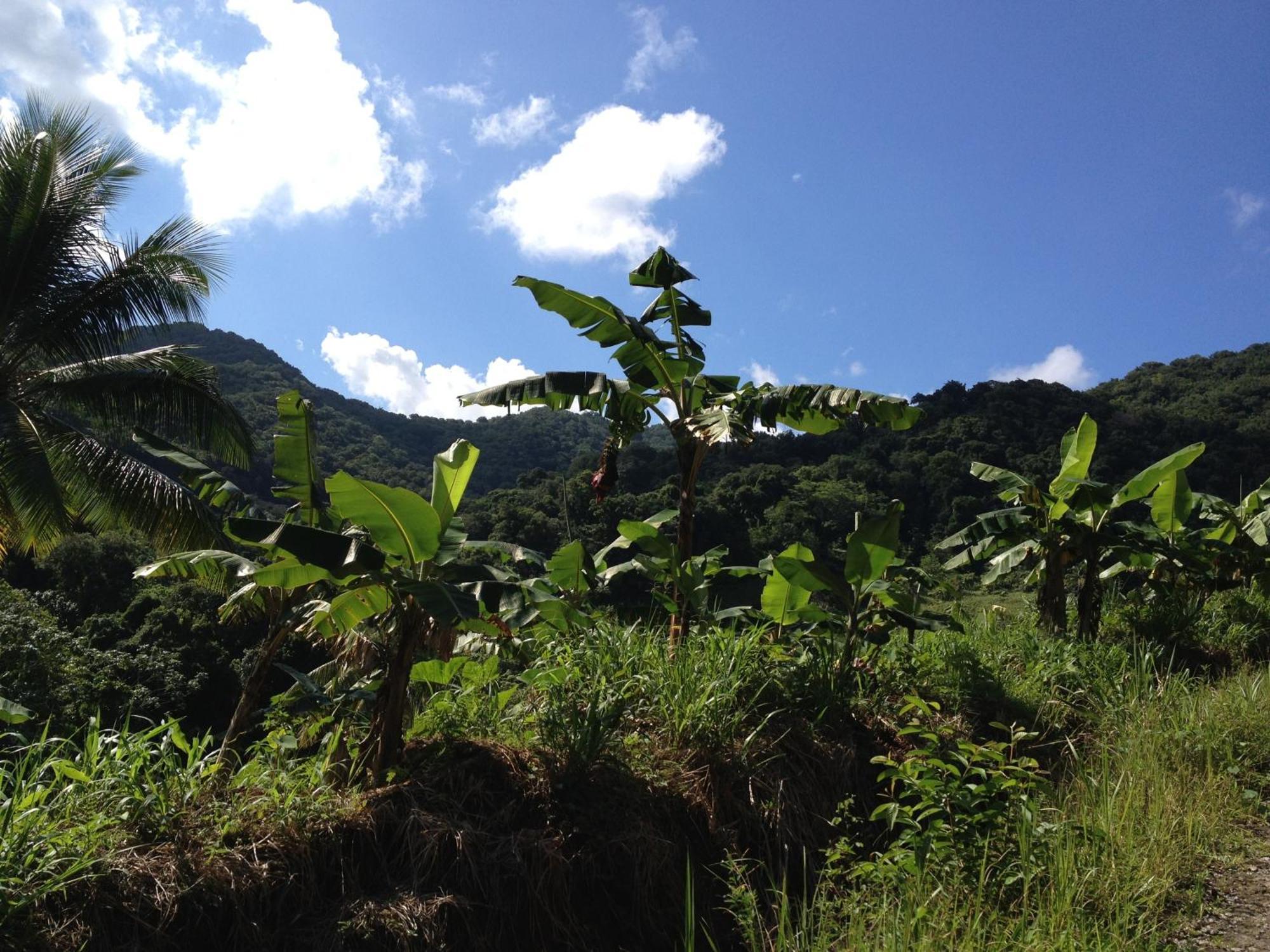 Villa Roots Jungle Retreat Marigot Exterior foto