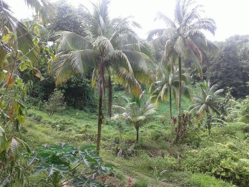 Villa Roots Jungle Retreat Marigot Exterior foto